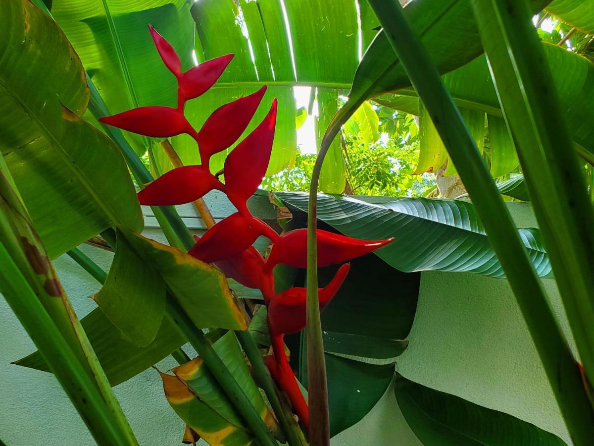 Villa Ema 高尔 外观 照片